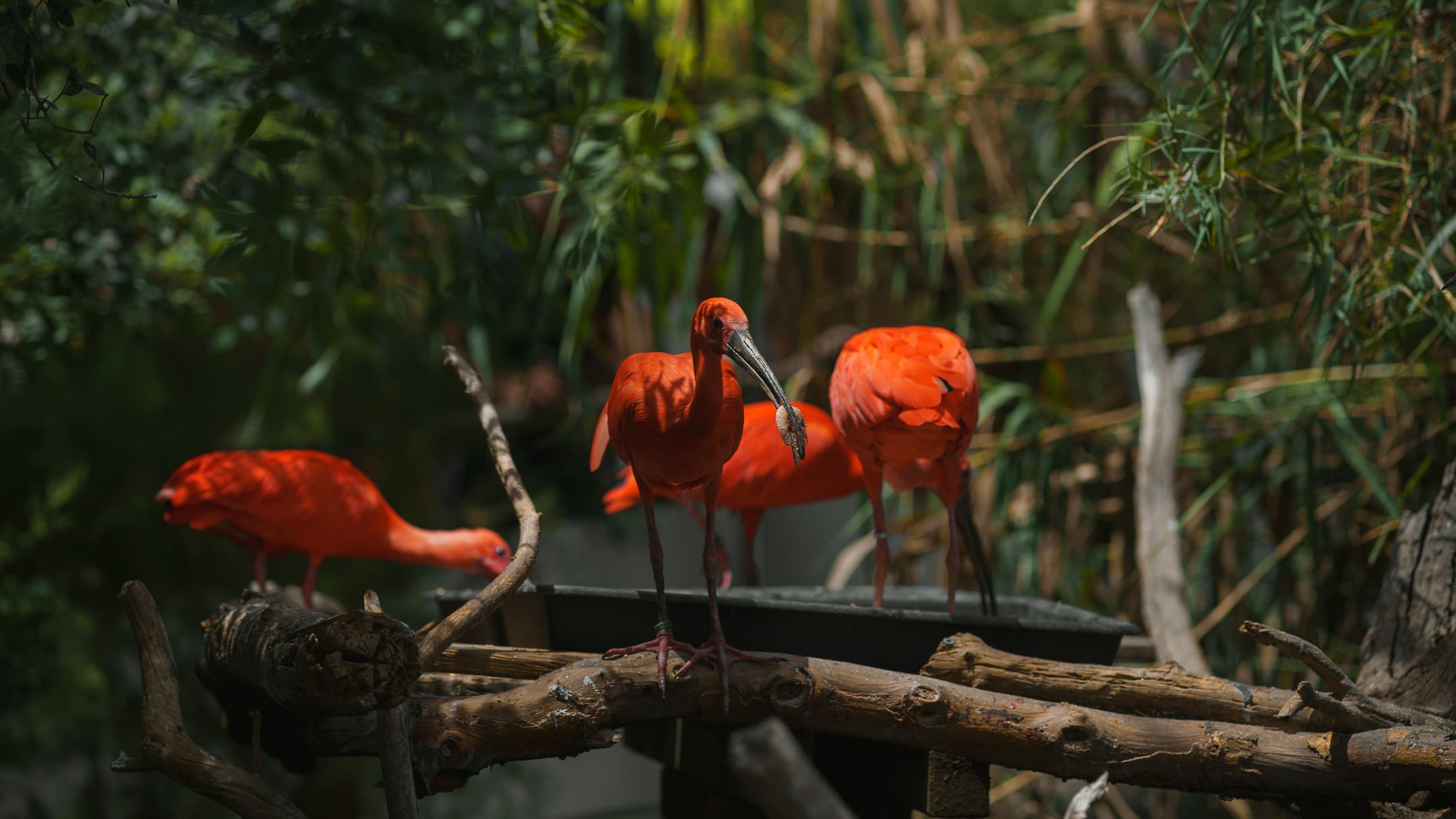 scarlet ibis birds tropical habitat
